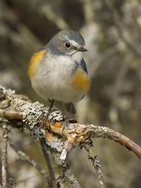 Sinipyrstö, Red-flanked Bluetail, Tarsiger cyanurus